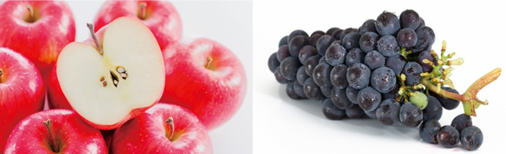 ユーグレナ　B.C.A.D.　化粧品